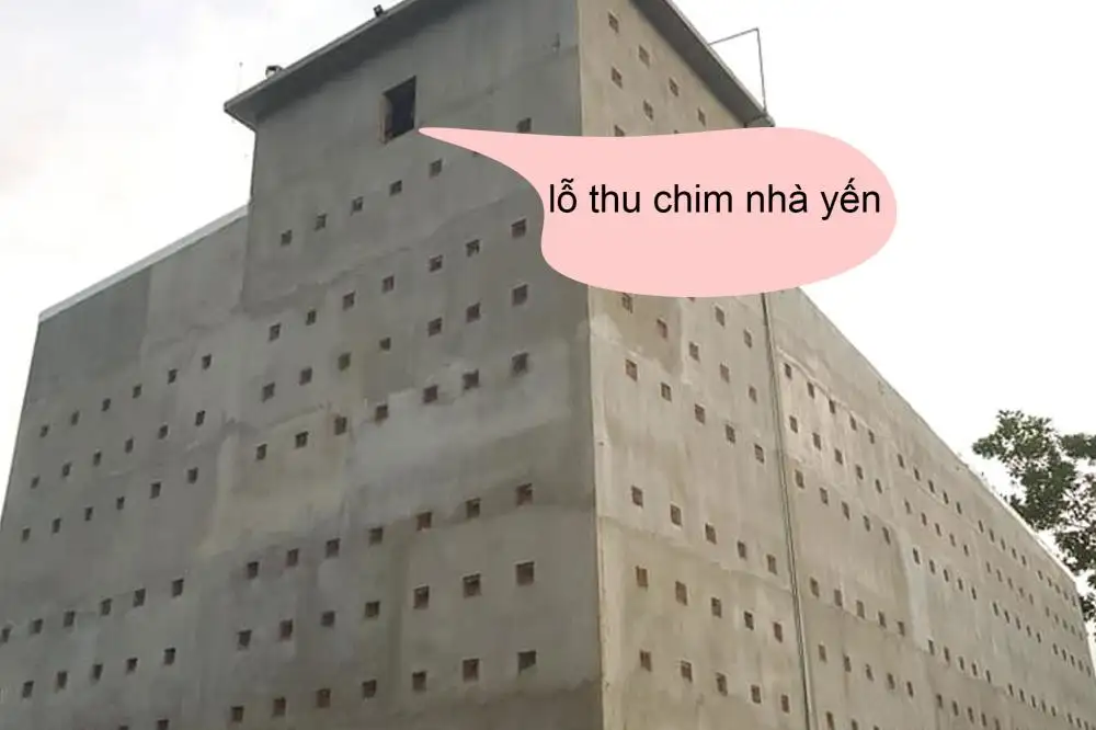 Lỗ thu chim nhà yến