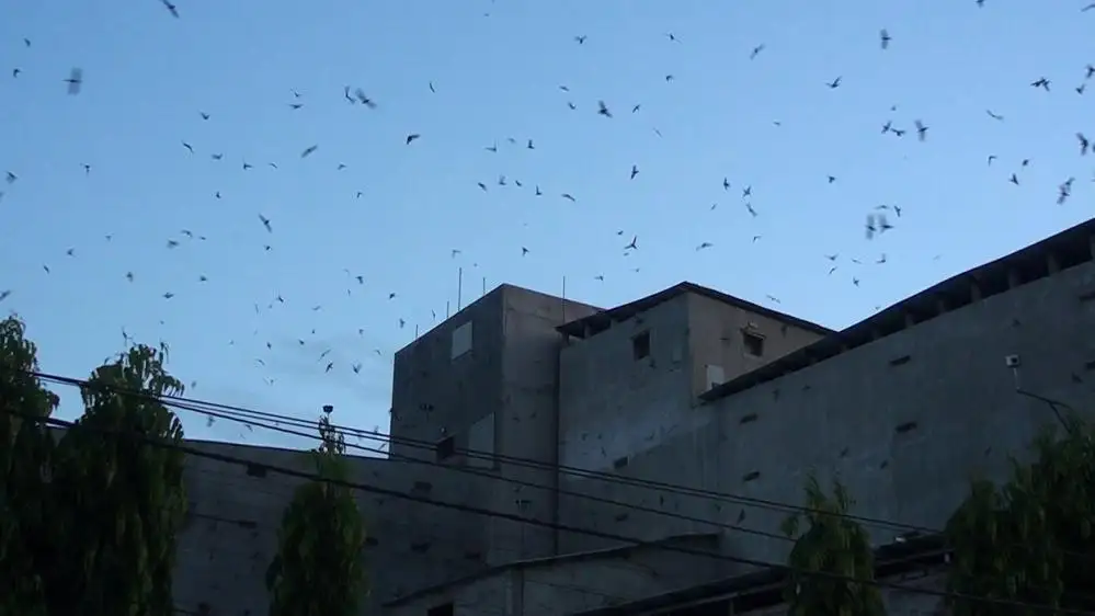 Chim Yến Con "Lạc Lối" Không Trở Về Nhà