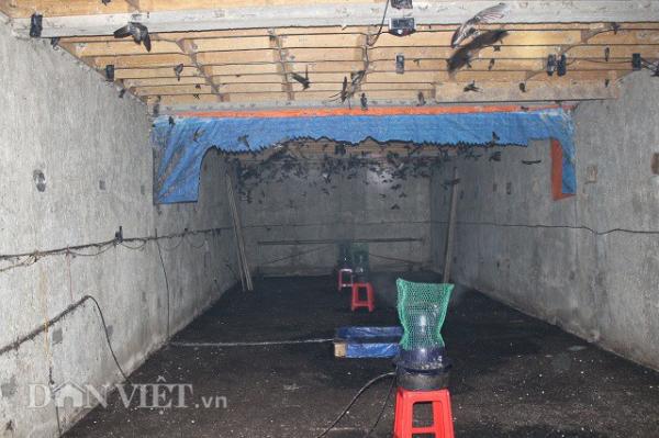 Một tầng nhà yến có chim về rất nhiều của anh Võ. Ảnh: Văn Long.