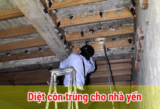 Diệt côn trùng cho nhà yến