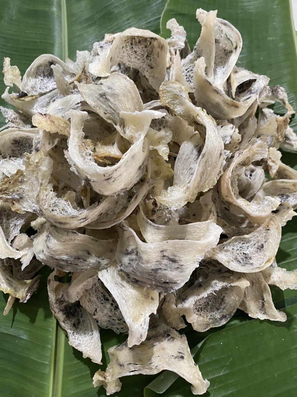 Tổ yến nhỏ khi thu hoạch