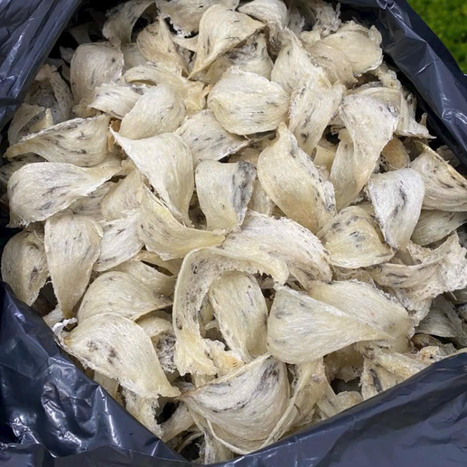 Tổ yến mới thu hoạch