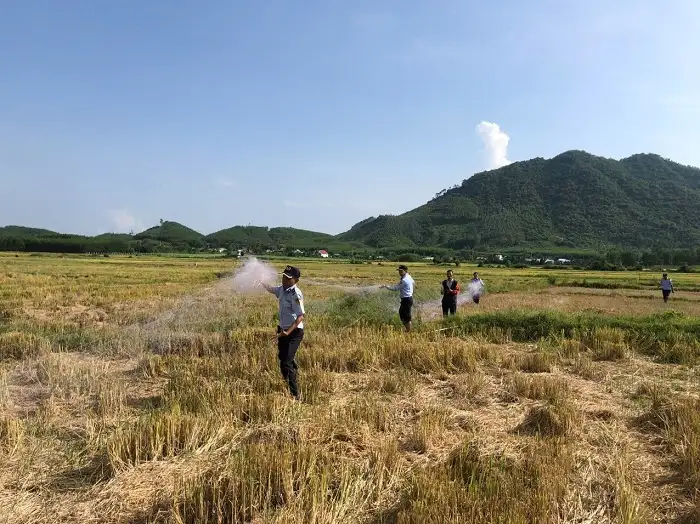 Khánh Hòa lập tổ phản ứng nhanh bảo vệ chim yến.